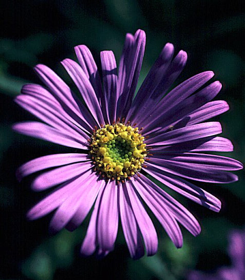 Aster x frikartii Monch Frikart's Aster
