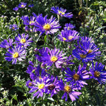 Aster laevis Blue Autumn Oudshoom 1 PP17400 Blue Autumn Aster