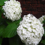 Hydrangea arborescens Incrediball Abetwo PP20571, COPF, CPBR4166 Incrediball Blush Hydrangea