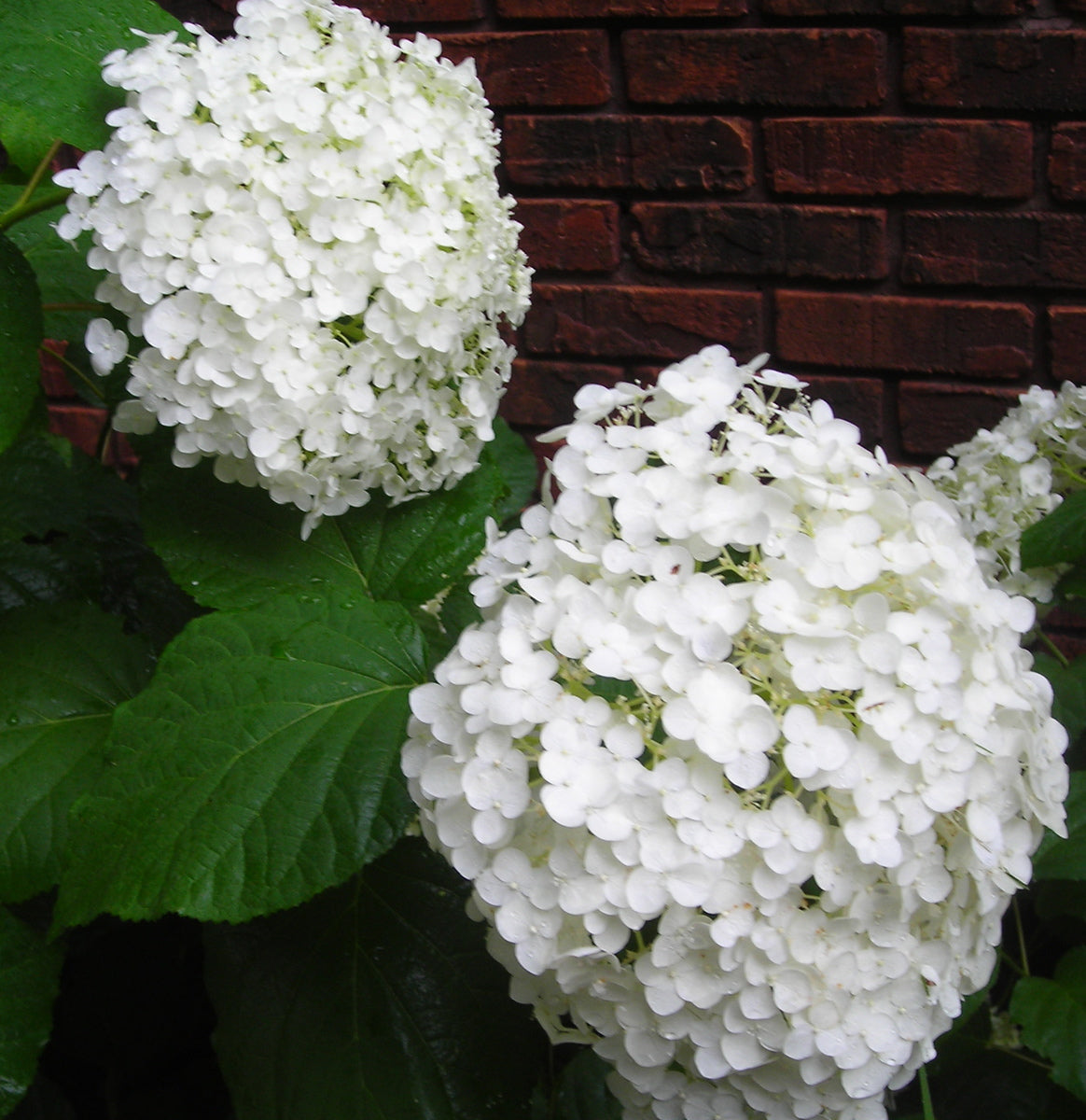 Hydrangea arborescens Incrediball Abetwo PP20571, COPF, CPBR4166 Incrediball Blush Hydrangea