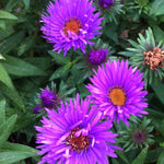 Aster novae angliae Purple Dome COPF New England Aster