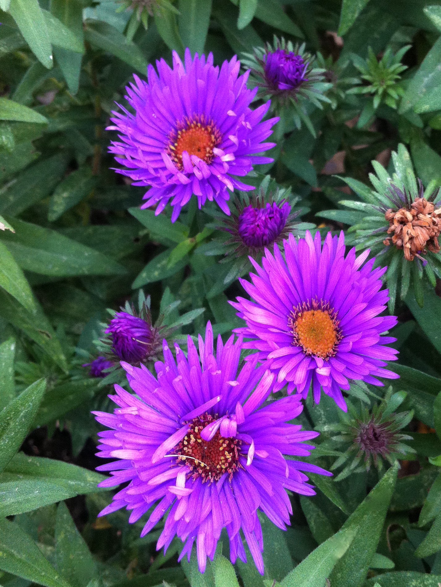 Aster novae angliae Purple Dome COPF Purple Done New England Aster