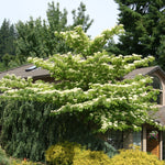 Cornus controversa June Snow June Snow JFS June Snow Dogwood