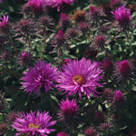 Aster novae angliae Vibrant Dome PP19538, COPF New England Aster