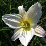 Hemerocallis Dad's Best White Daylily