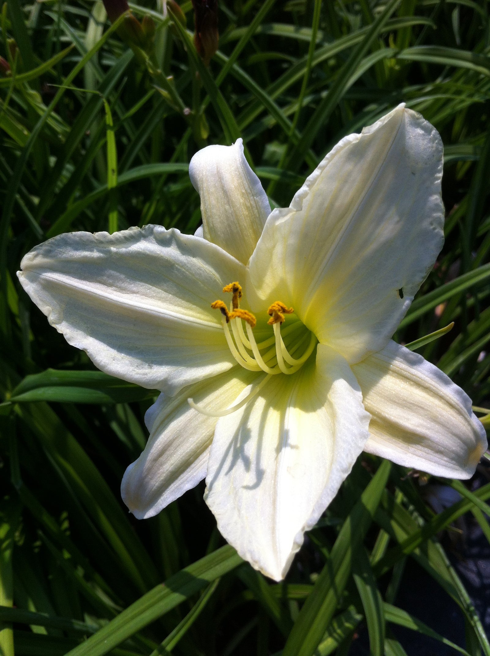 Hemerocallis Dad's Best White Daylily