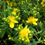 Hypericum kalmianum Pot O' Gold