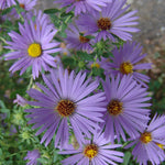 Aster oblongifolius October Skies October Skies Aromatic Aster