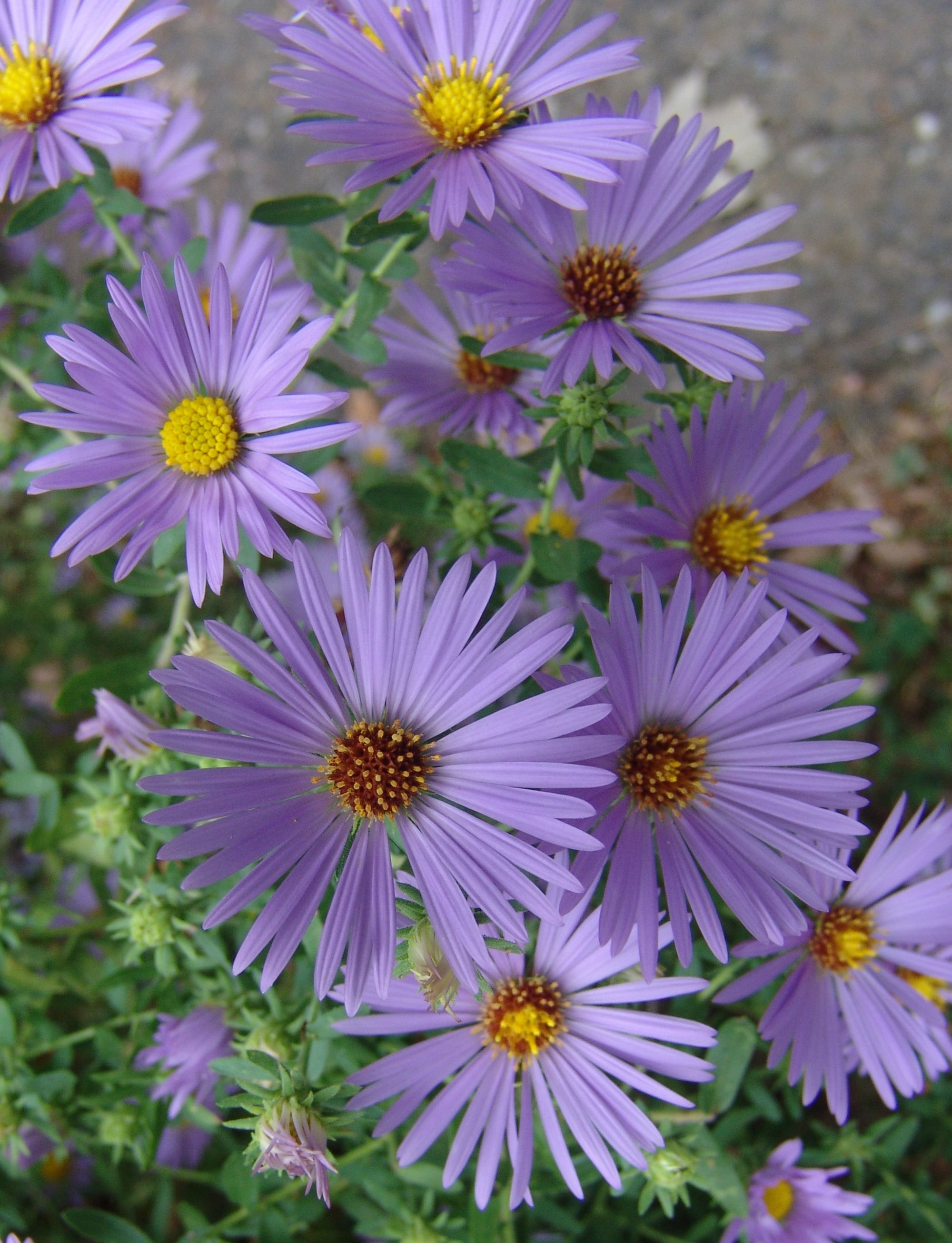 Aster oblongifolius October Skies October Skies Aromatic Aster