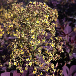 Cotinus coggygria Royal Purple Royal Purple Smokebush