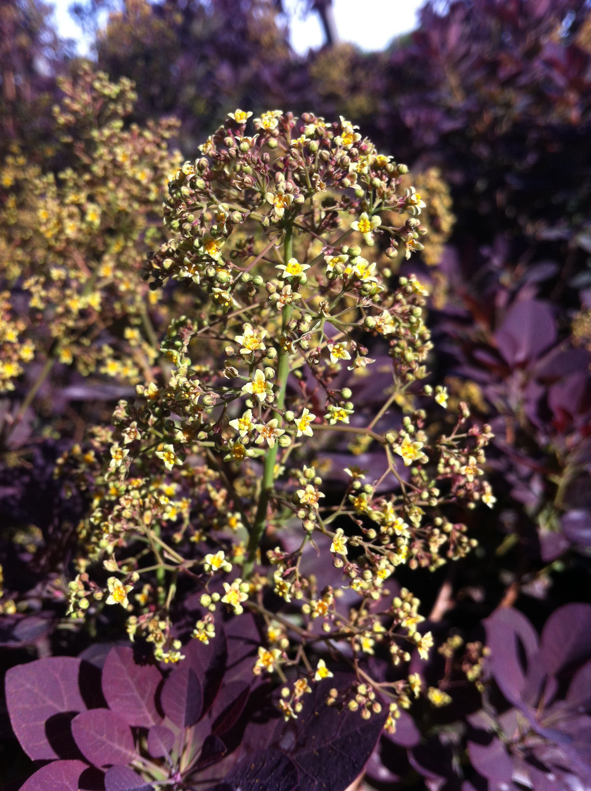 Cotinus coggygria Royal Purple Royal Purple Smokebush