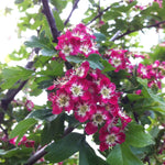 Crataegus laevigata Crimson Cloud Crimson Cloud Hawthorn