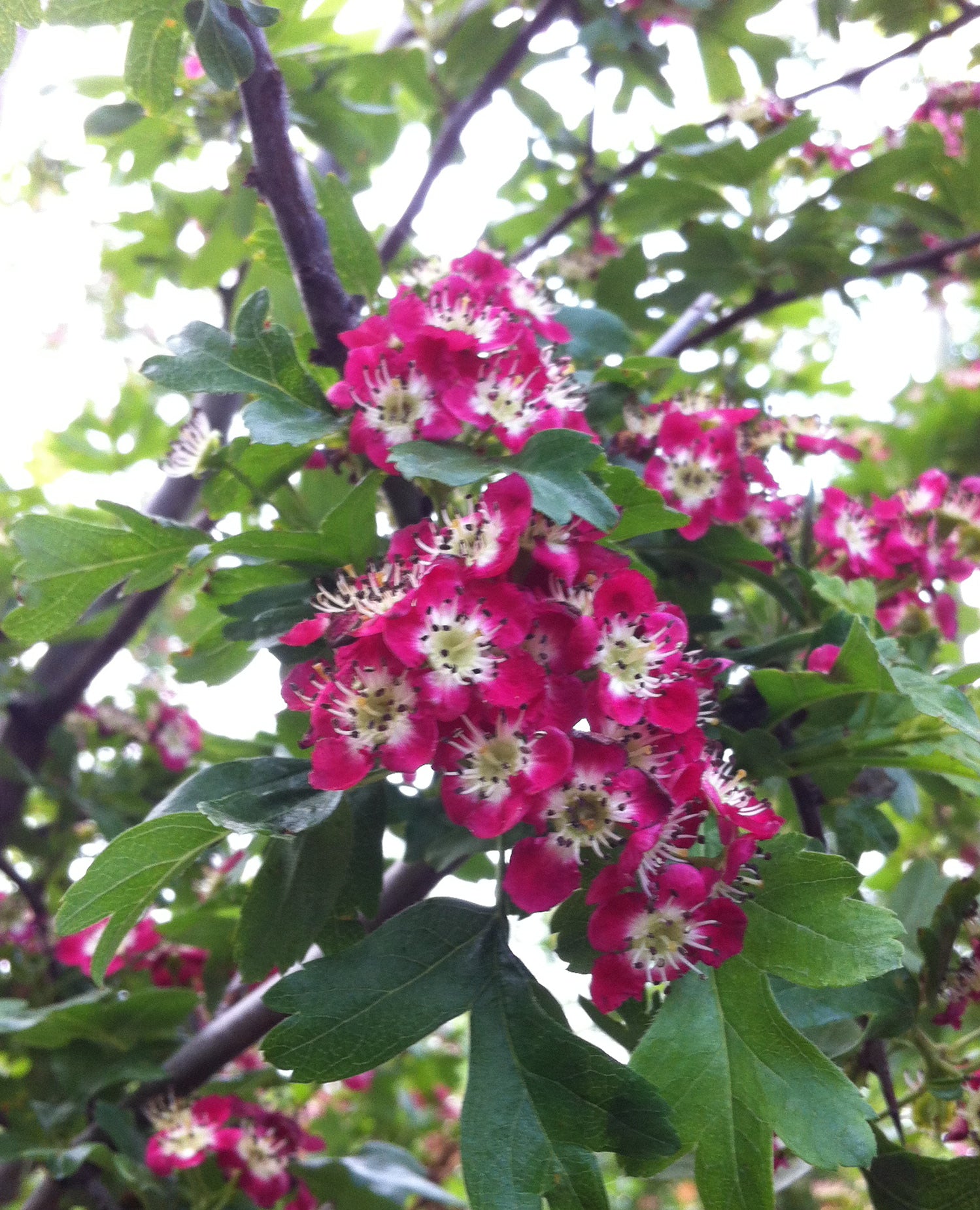 Crataegus laevigata Crimson Cloud Crimson Cloud Hawthorn