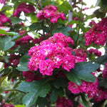 Crataegus laevigata Paul's Scarlet Paul's Scarlet Hawthorn