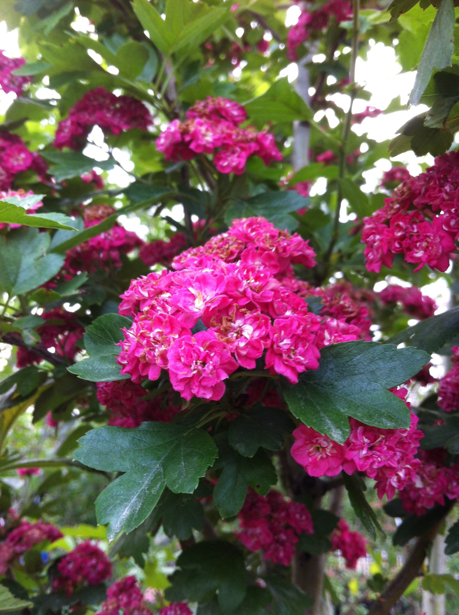 Crataegus laevigata Paul's Scarlet Paul's Scarlet Hawthorn