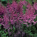 Astilbe arendsii Amethyst Amethyst False Spirea