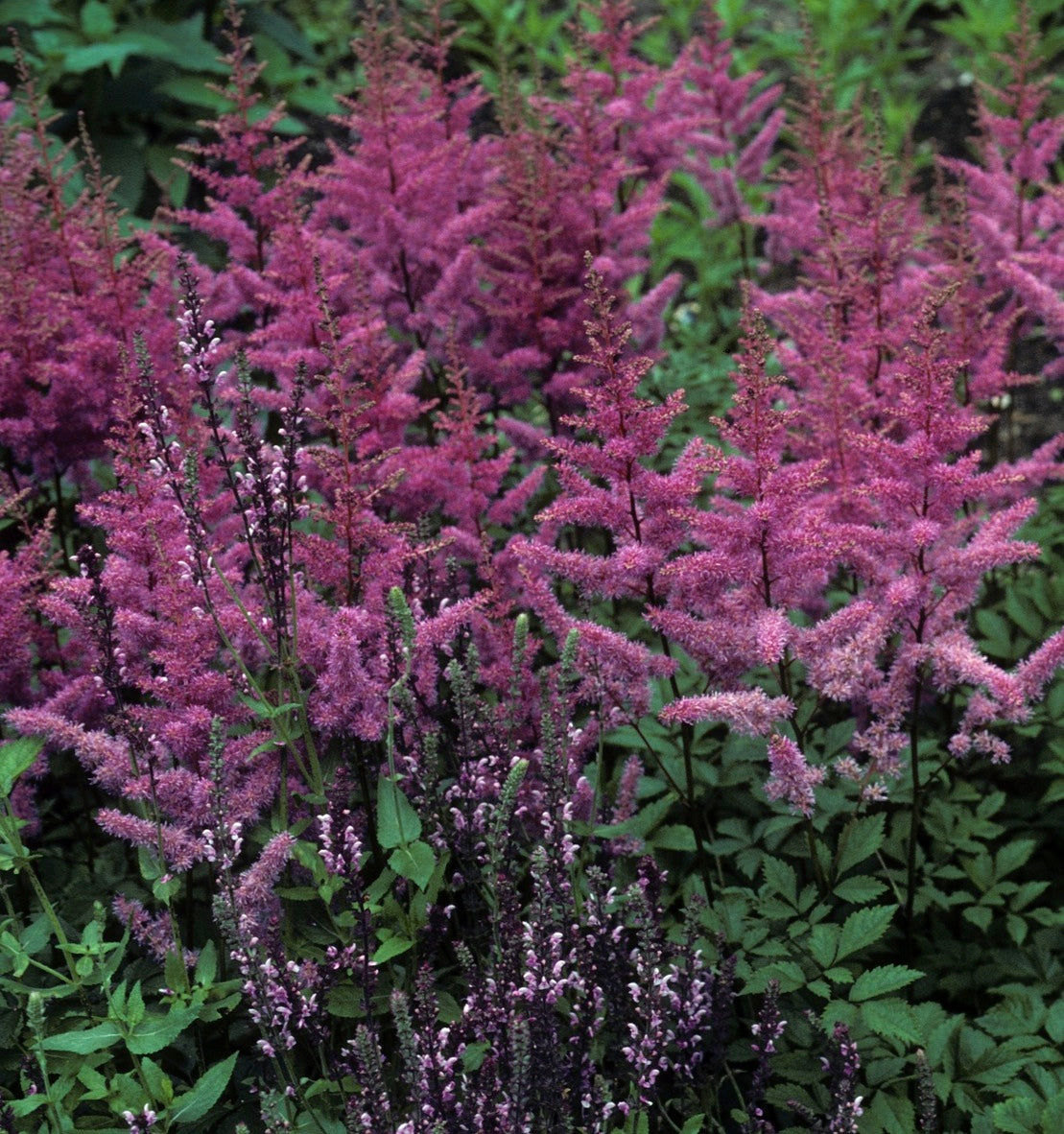 Astilbe arendsii Amethyst Amethyst False Spirea