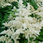 Astilbe arendsii Bridal Veil Brautschleier Bridal Veil False Spirea