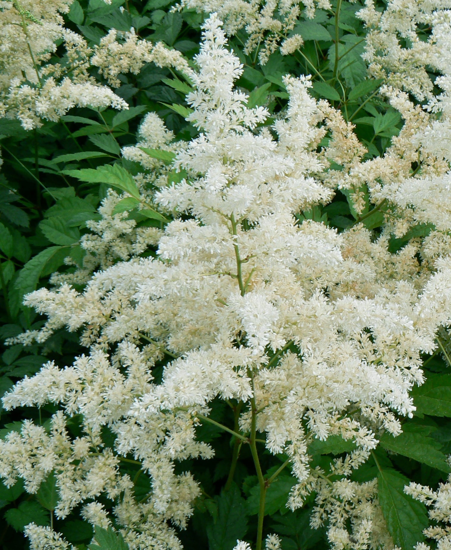Astilbe arendsii Bridal Veil Brautschleier Bridal Veil False Spirea