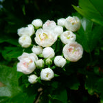 Crataegus x mordenensis Toba Toba Hawthorn