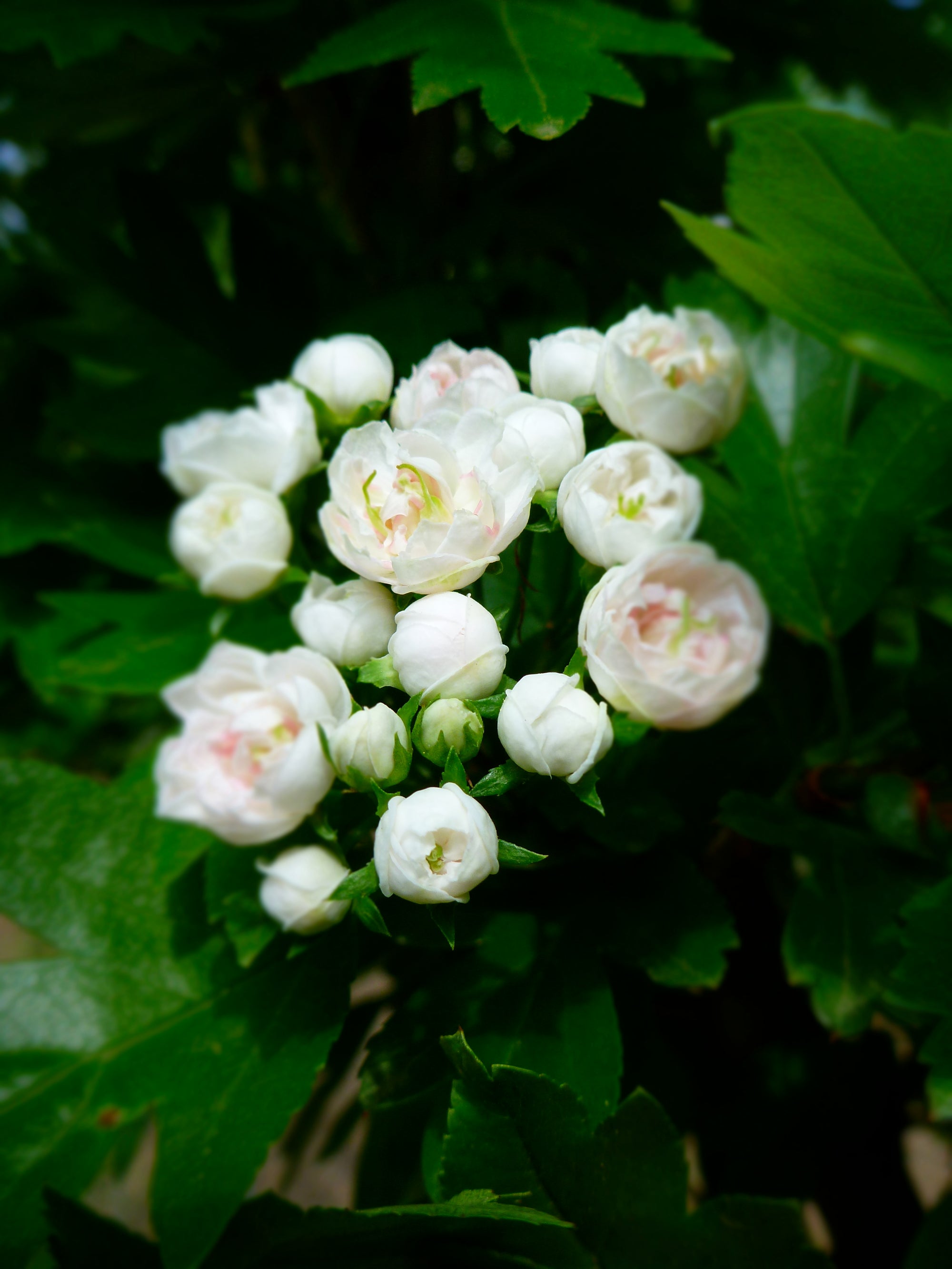 Crataegus x mordenensis Toba Toba Hawthorn
