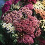Achillea millefolium Summer Pastels Yarrow