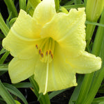 Hemerocallis Going Bananas USPP 17,164, Can 3,454 Daylily
