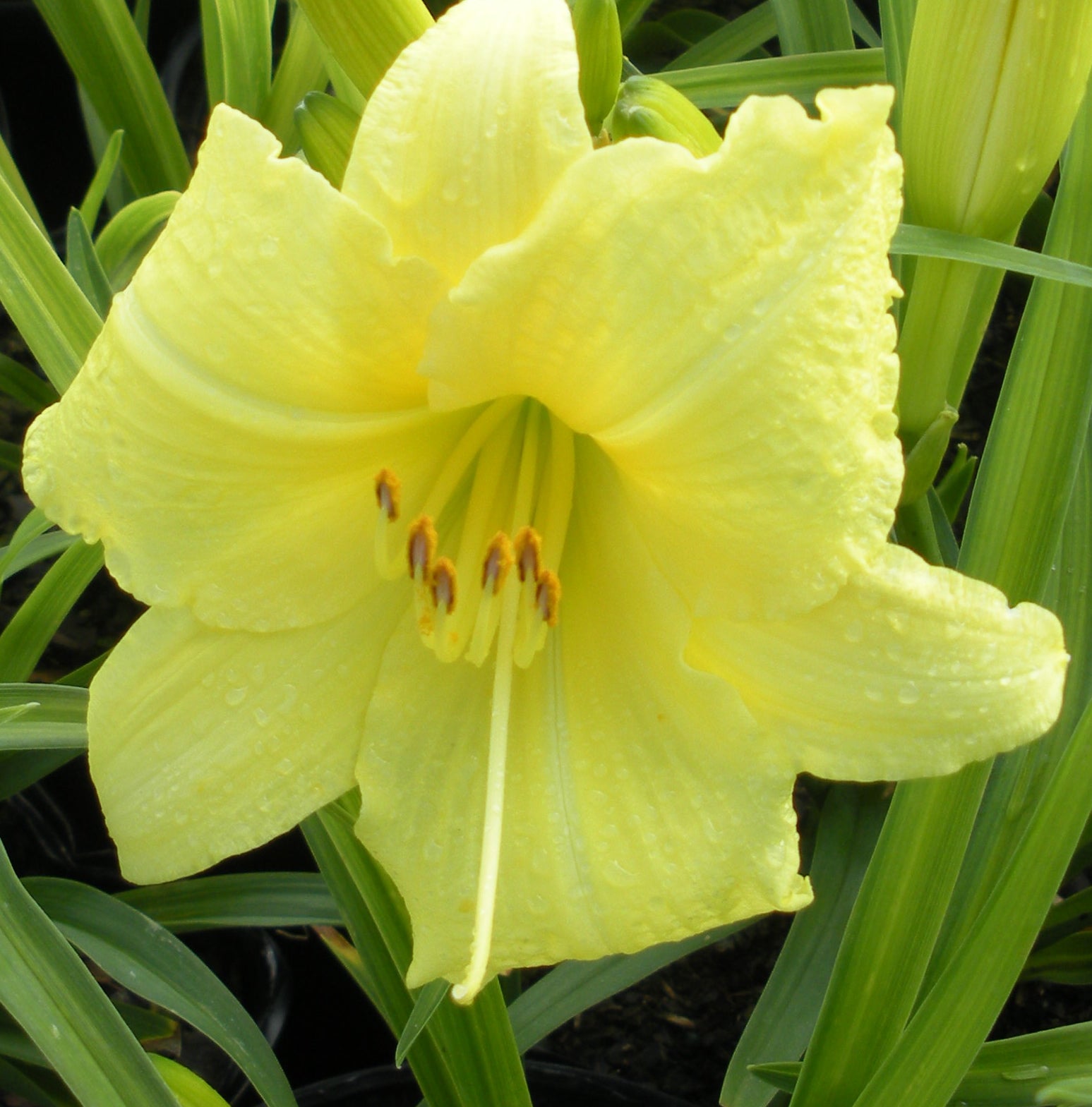 Hemerocallis Going Bananas USPP 17,164, Can 3,454 Daylily