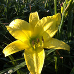 Hemerocallis Hyperion Daylily