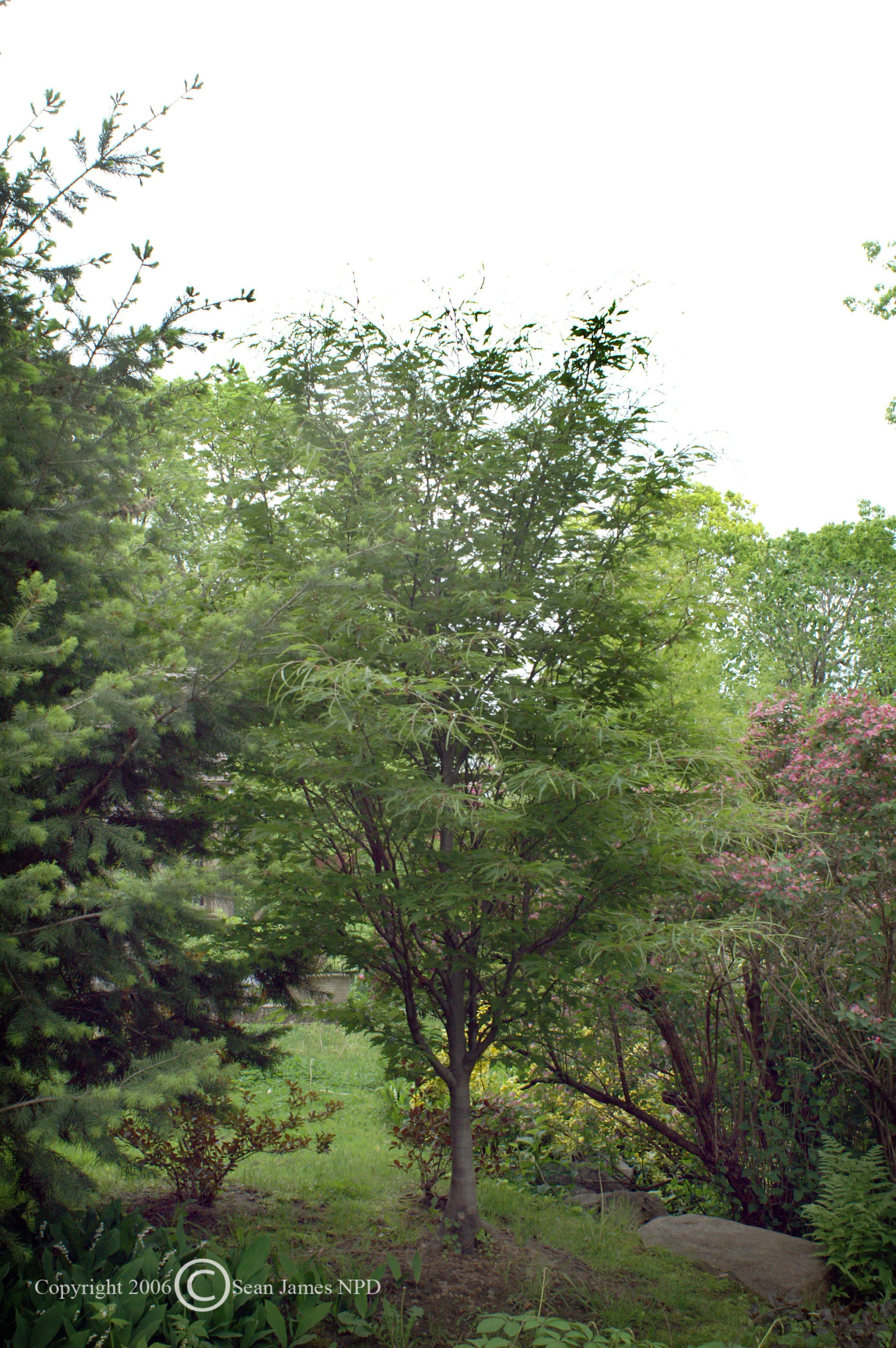Fagus sylvatica Asplenifolia Fernleaf Beech