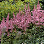 Astilbe arendsii Cattleya Cattleya False Spirea