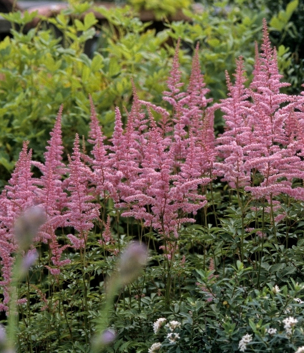 Astilbe arendsii Cattleya Cattleya False Spirea