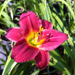 Hemerocallis Little Business Daylily