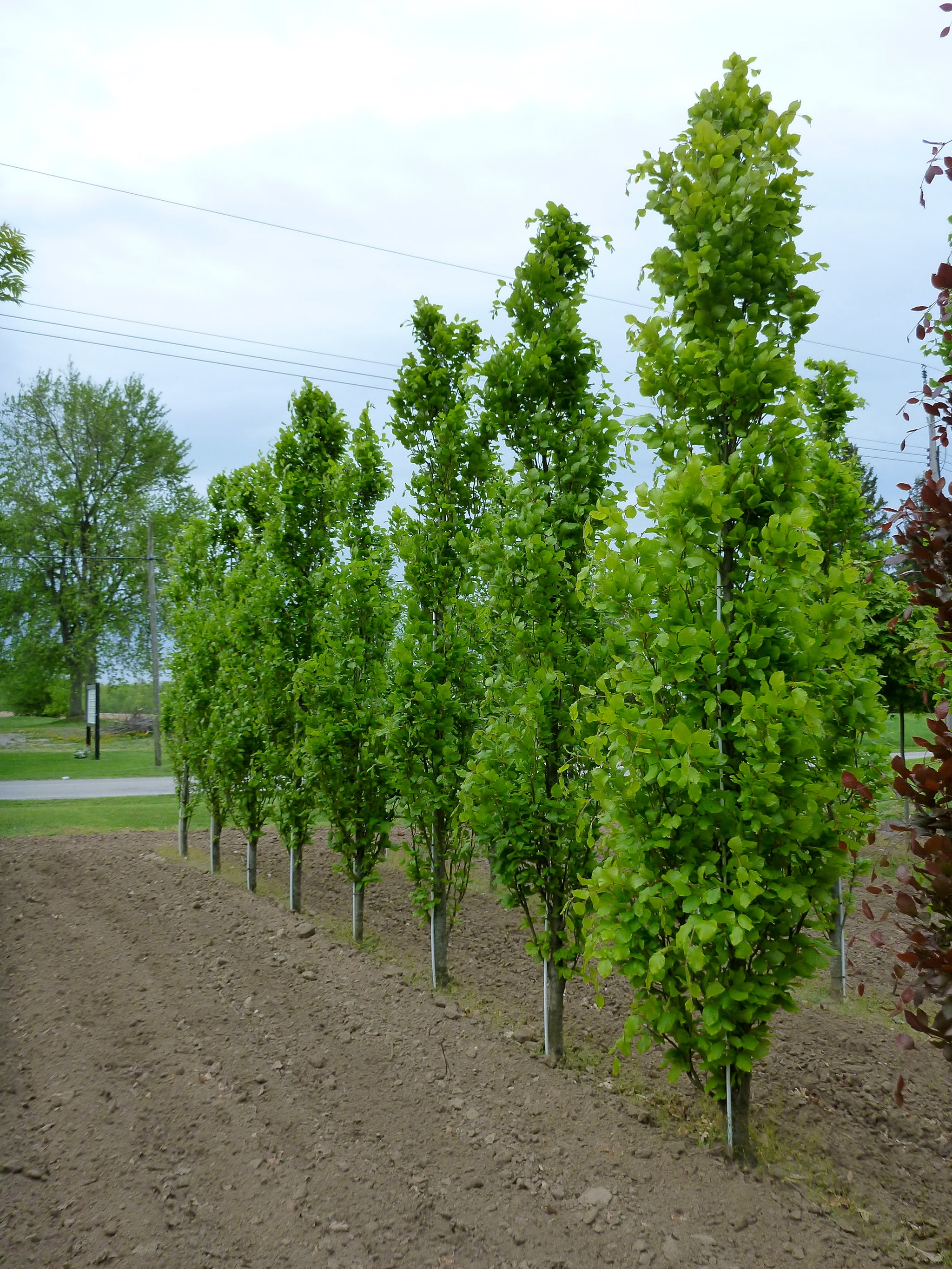 Fagus sylvatica Dawyck Green Dawyck Green Beech