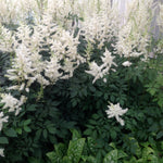 Astilbe arendsii Diamant Diamond Diamond False Spirea