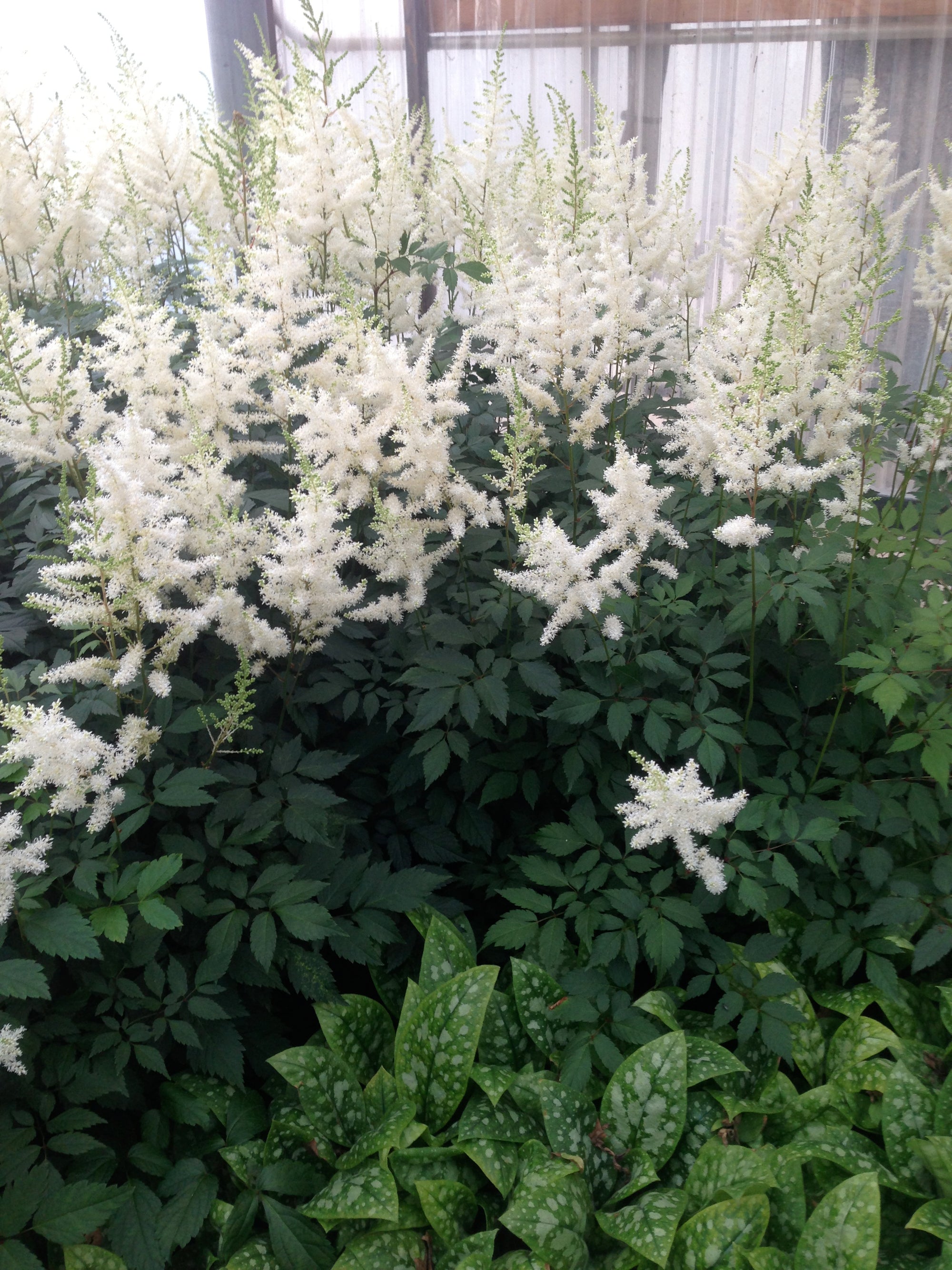 Astilbe arendsii Diamant Diamond Diamond False Spirea