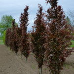 Fagus sylvatica Dawyck Purple Dawyck Purple Beech