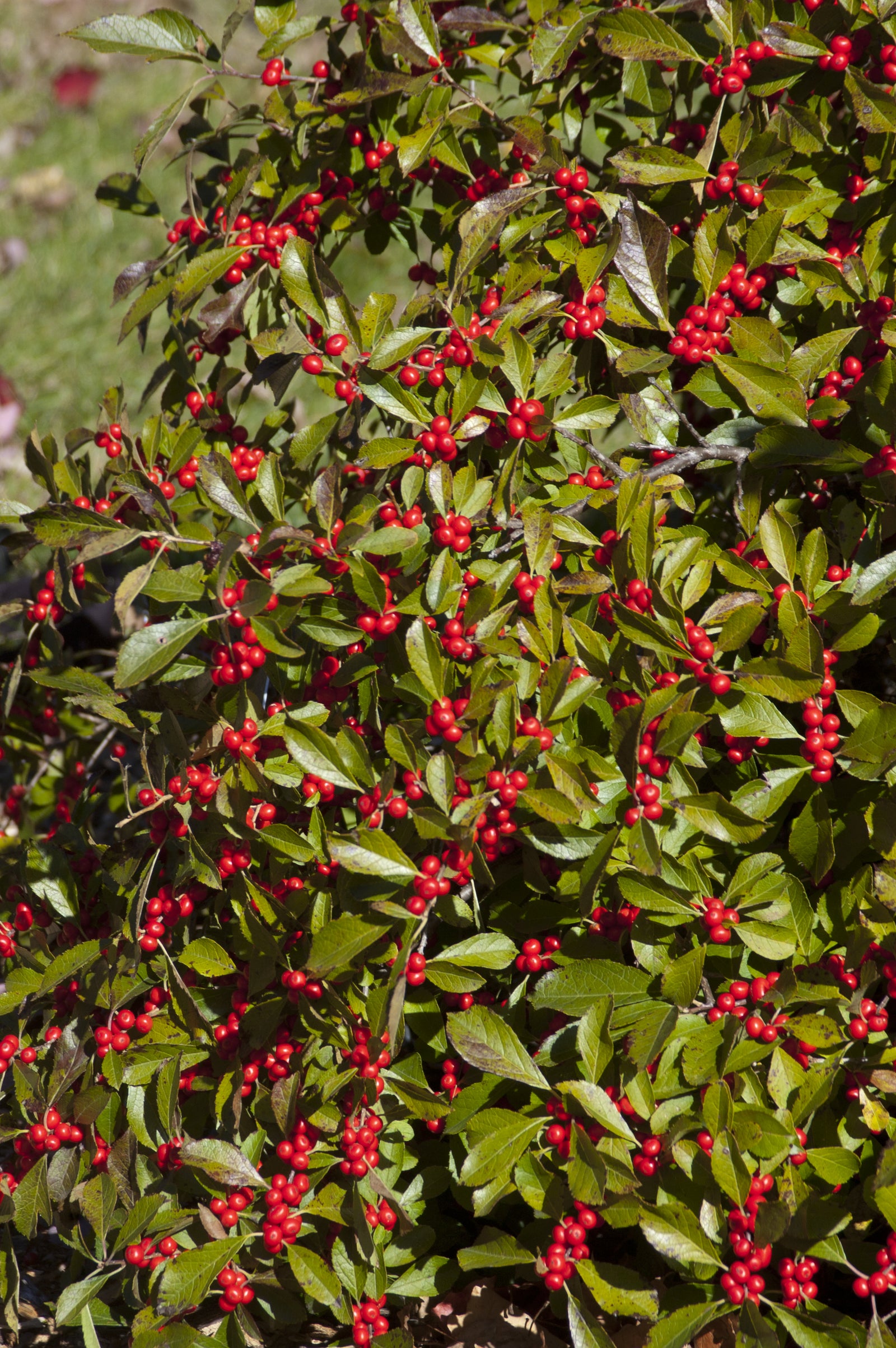 Ilex verticillata Red Sprite Red Sprite Winterberry (female)