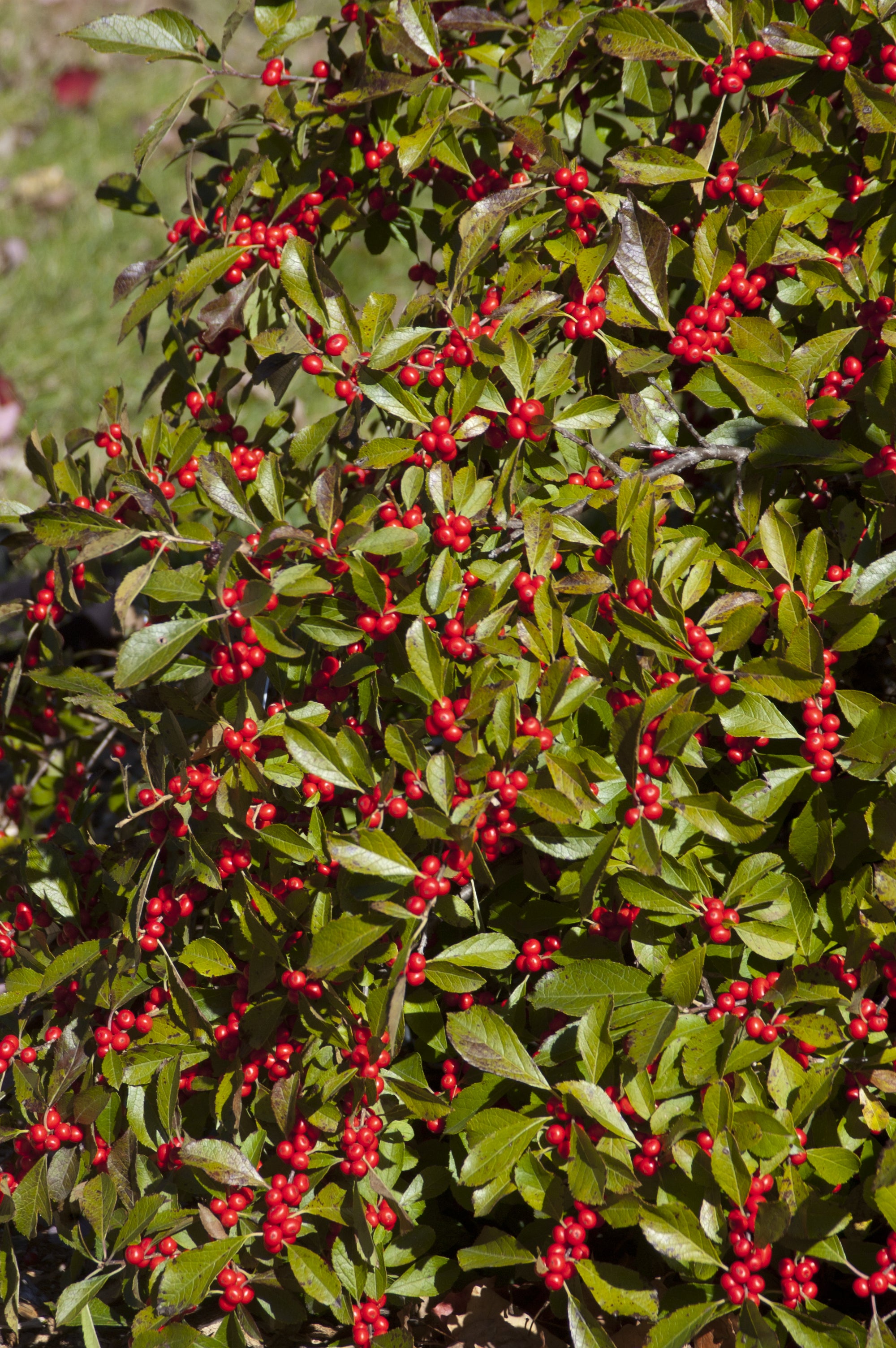 Ilex verticillata Red Sprite Red Sprite Winterberry (female)