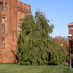 Fagus sylvatica Pendula Weeping Beech