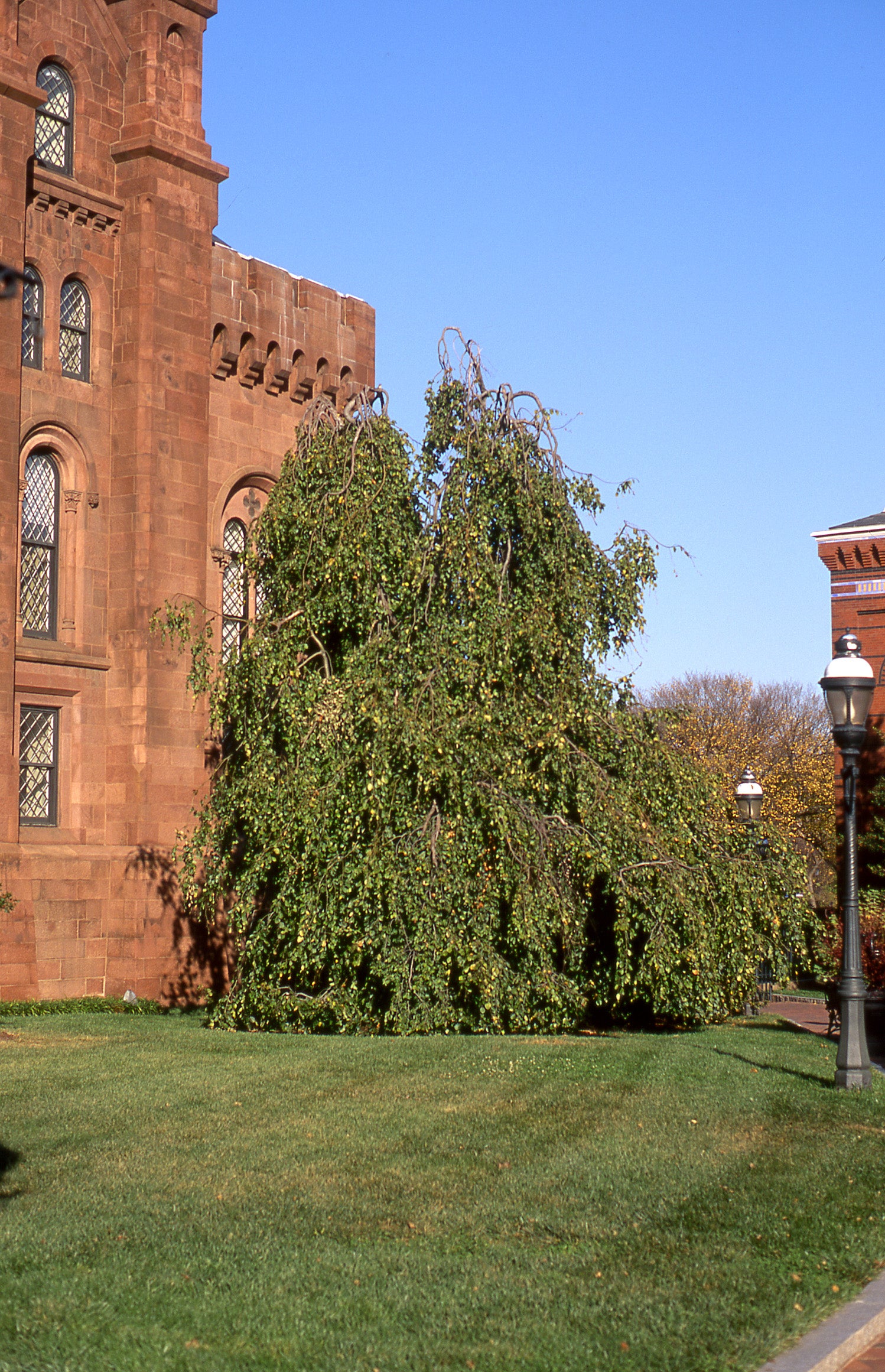 Fagus sylvatica Pendula Weeping Beech