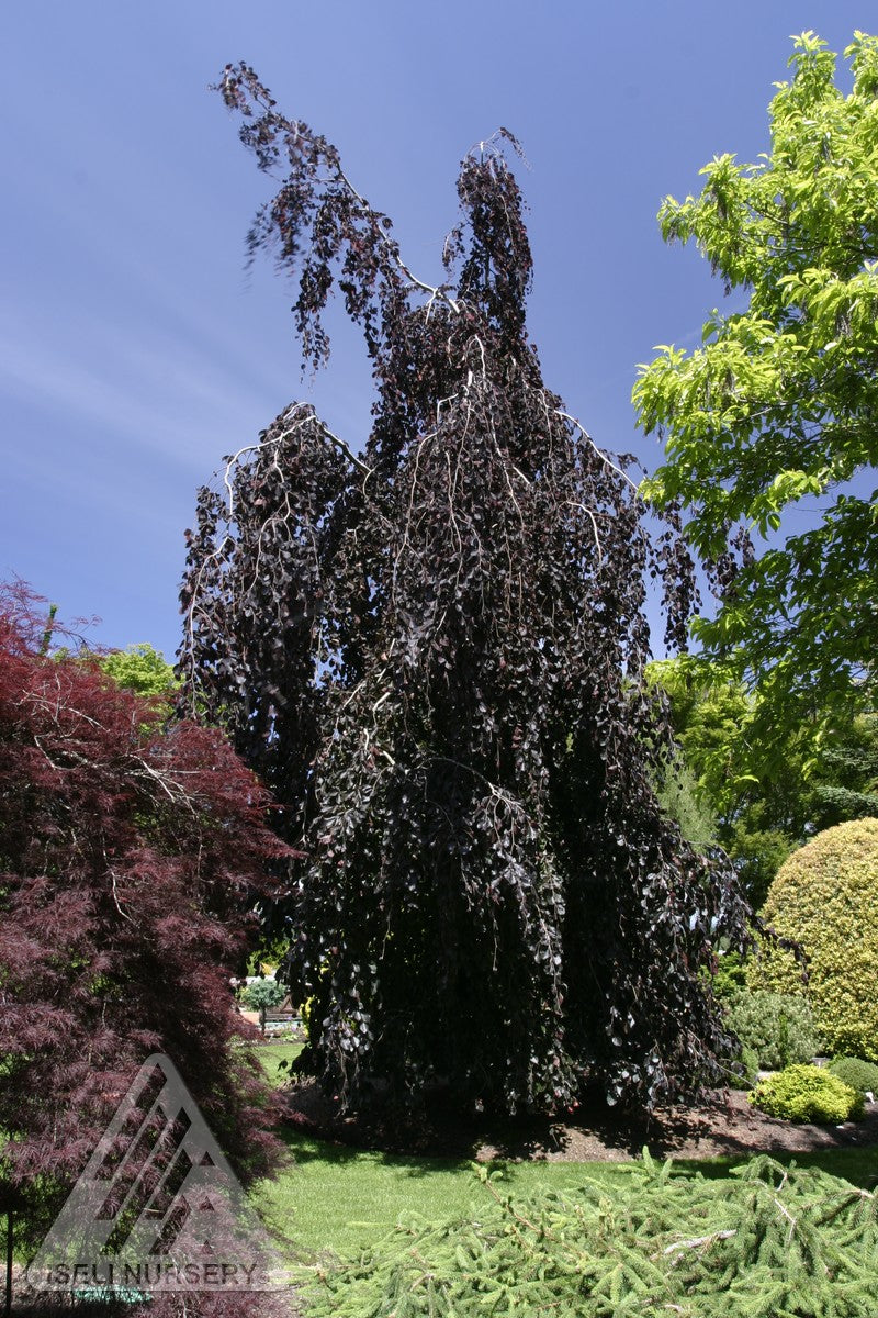 Fagus sylvatica Purple Fountain Purple Fountain Beech