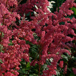 Astilbe arendsii Fanal Fanal False Spirea