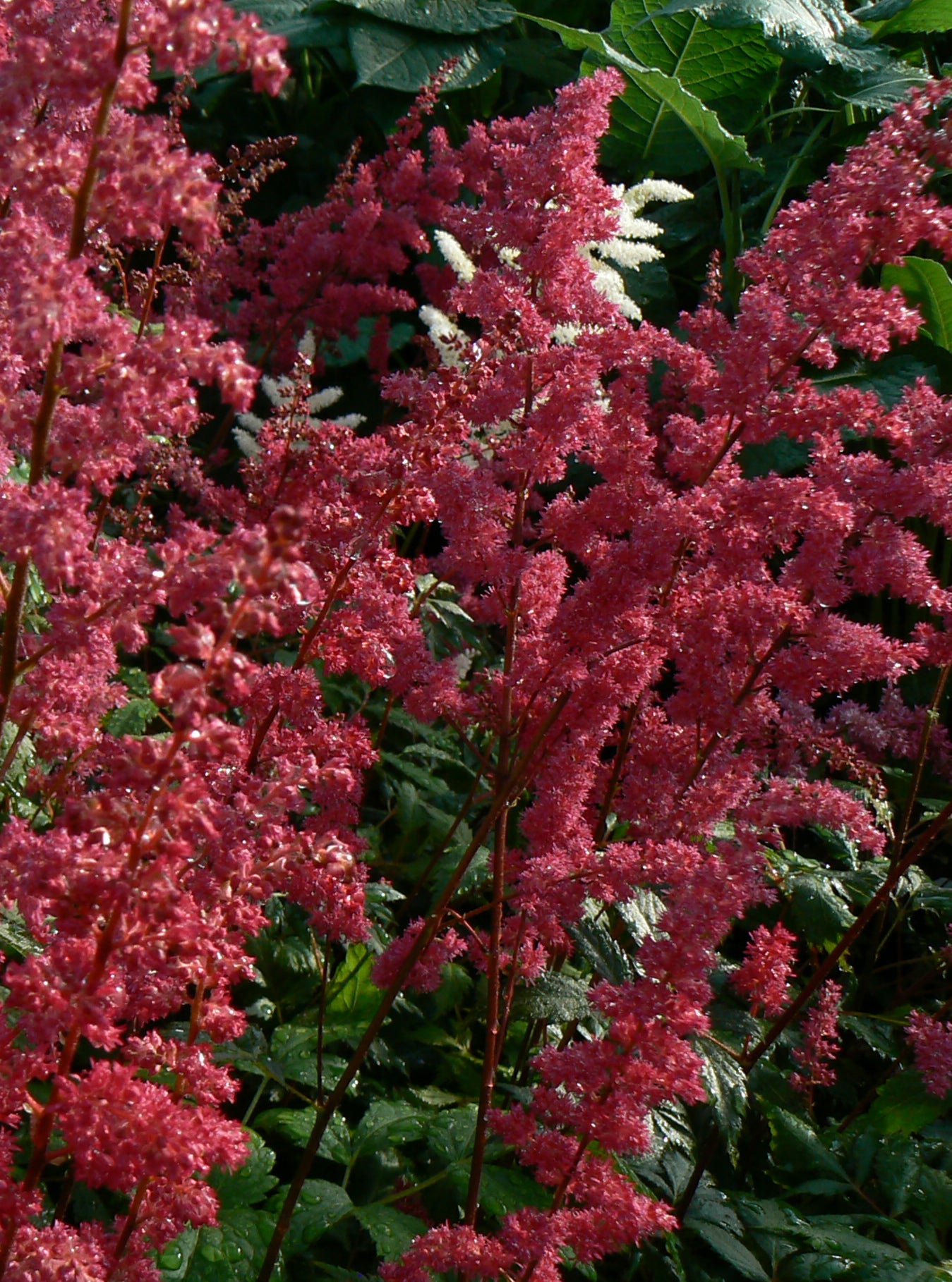 Astilbe arendsii Fanal Fanal False Spirea