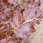 Fagus sylvatica Purpurea Purple Beech