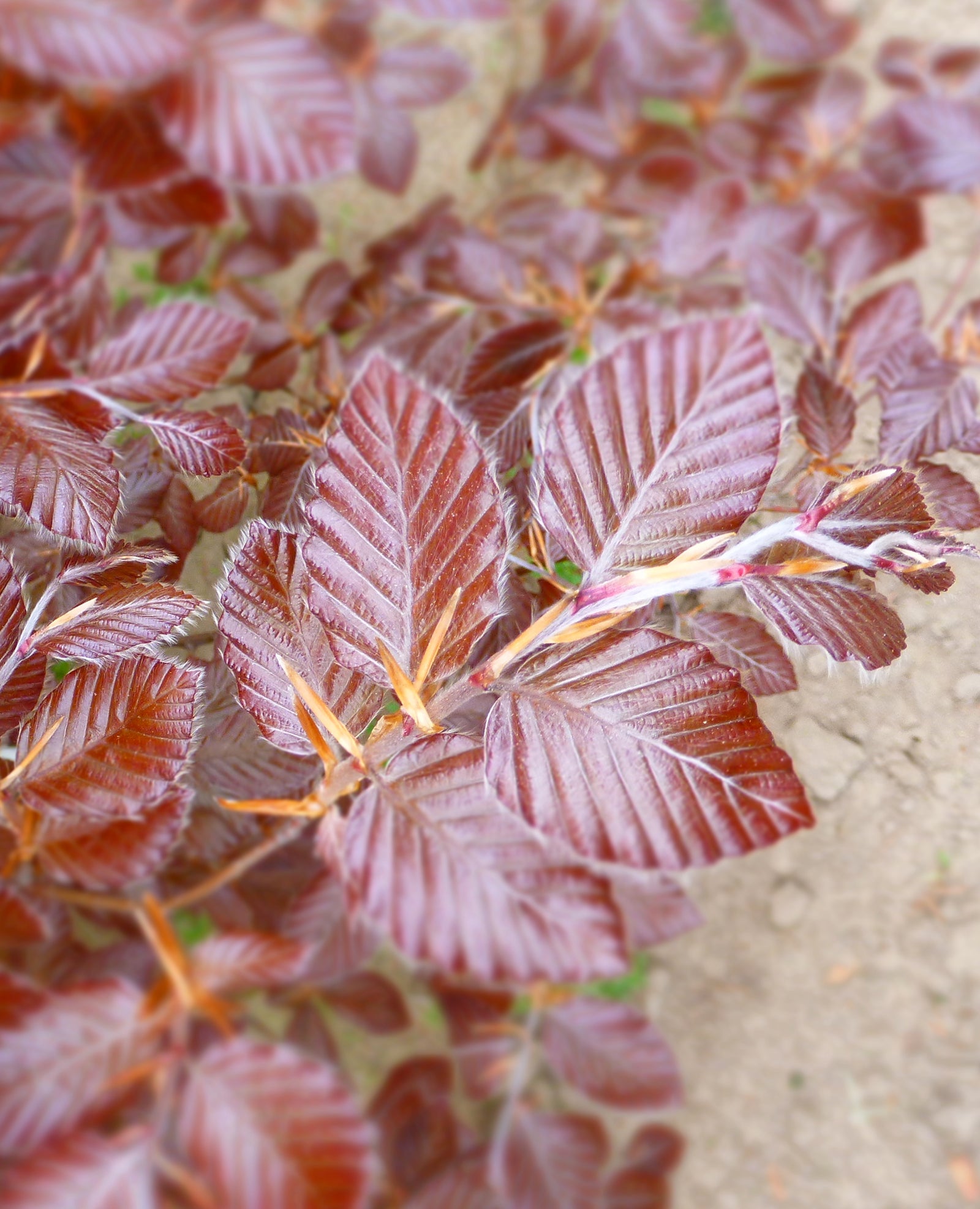 Fagus sylvatica Purpurea Purple Beech