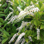 Itea virginica Henry's Garnet Henry's Garnet Sweetspire
