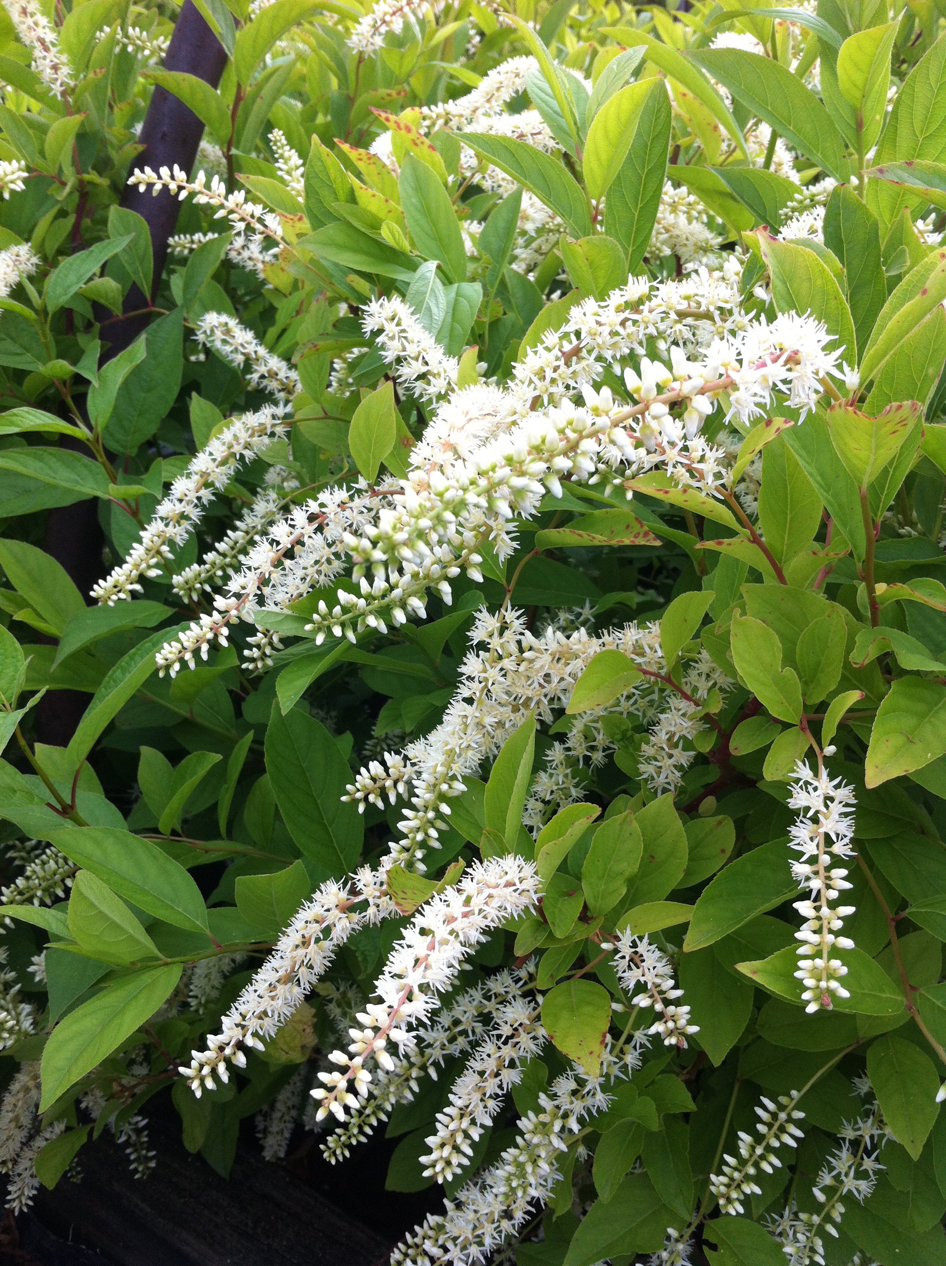 Itea virginica Henry's Garnet Henry's Garnet Sweetspire