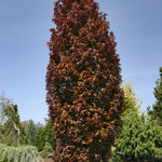 Fagus sylvatica Red Obelisk Red Obelisk Beech