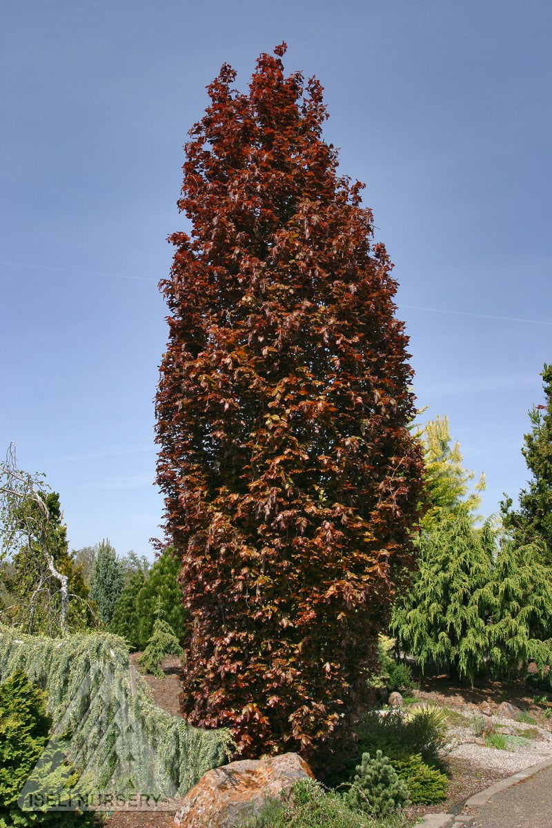 Fagus sylvatica Red Obelisk Red Obelisk Beech